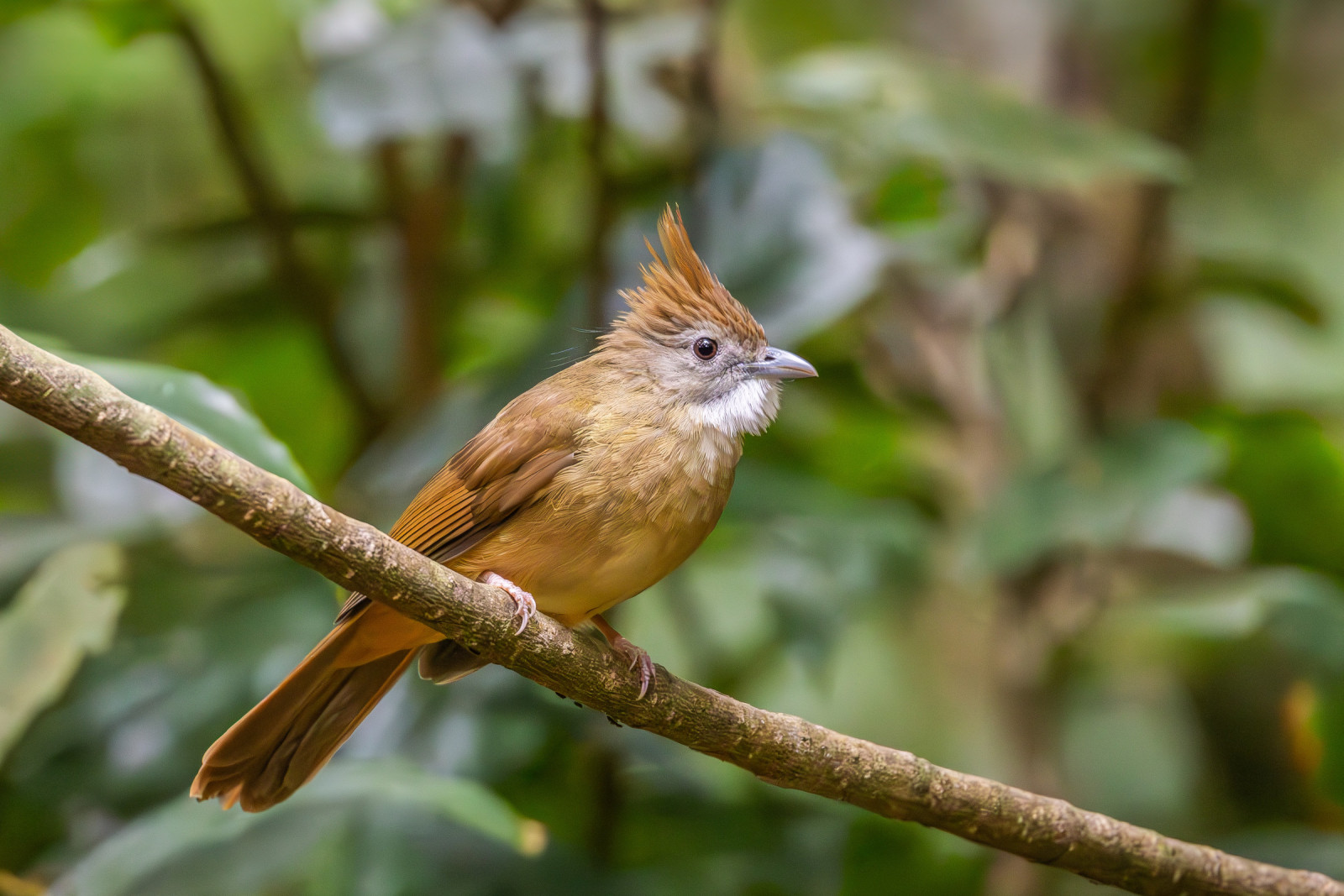 image Ochraceous Bulbul